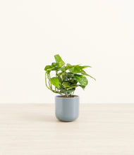 Lade das Bild in den Galerie-Viewer, Misty Blue*****Profile