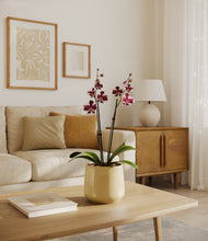 Load image into Gallery viewer, Almond Green