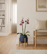 Load image into Gallery viewer, Deep Navy stand:bamboo