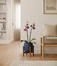 Load image into Gallery viewer, Deep Navy stand:walnut