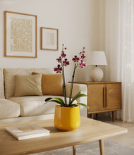 Load image into Gallery viewer, Mustard