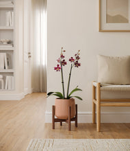 Load image into Gallery viewer, Calm Rose stand:walnut