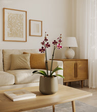 Load image into Gallery viewer, Olive