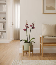 Load image into Gallery viewer, Turquoise stand:bamboo