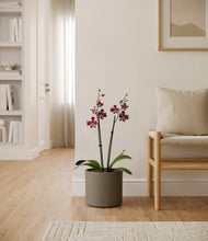 Load image into Gallery viewer, Dark Olive