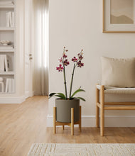 Load image into Gallery viewer, Dark Olive stand:bamboo