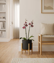 Load image into Gallery viewer, Black stand:bamboo