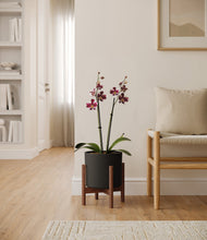 Load image into Gallery viewer, Black stand:walnut