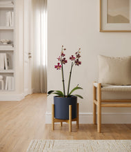 Load image into Gallery viewer, Deep Navy stand:bamboo