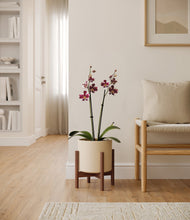 Load image into Gallery viewer, Cream stand:walnut