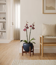 Load image into Gallery viewer, Deep Navy stand:walnut