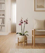 Load image into Gallery viewer, Shiny EggWhite stand:bamboo