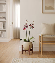 Load image into Gallery viewer, Shiny EggWhite stand:walnut