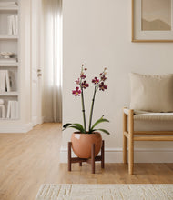 Load image into Gallery viewer, Calm Rose stand:walnut