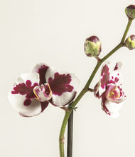 Load image into Gallery viewer, ALL