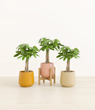 Load image into Gallery viewer, Evening Sky stand:one_stand