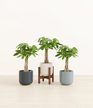 Load image into Gallery viewer, Pebble Shore stand:one_stand