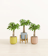 Load image into Gallery viewer, Pixie Petals stand:one_stand