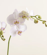 Load image into Gallery viewer, ALL