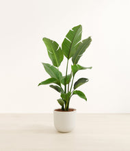 Load image into Gallery viewer, Natural Bamboo*****Profile