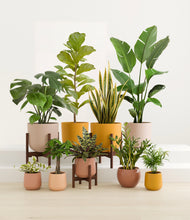 Load image into Gallery viewer, Full House