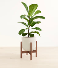 Load image into Gallery viewer, Natural Bamboo stand:walnut