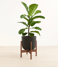 Load image into Gallery viewer, Stone Black stand:walnut