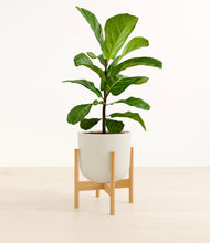 Load image into Gallery viewer, Natural Bamboo stand:bamboo