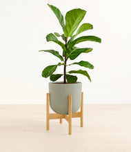 Load image into Gallery viewer, Sage Green stand:bamboo