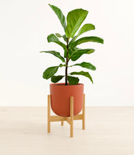 Load image into Gallery viewer, Earth Red stand:bamboo