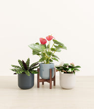 Load image into Gallery viewer, Pebble Shore stand:one_stand