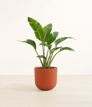 Load image into Gallery viewer, Earth Red*****Profile