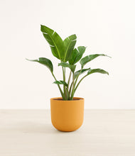 Load image into Gallery viewer, Sunset Orange*****Profile