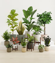 Charger l'image dans la galerie, Woodland stand:five_stands