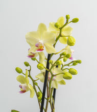 Load image into Gallery viewer, ALL