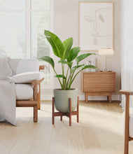 Load image into Gallery viewer, Sage Green stand:walnut