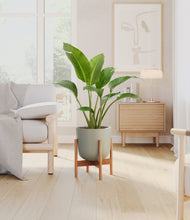 Load image into Gallery viewer, Sage Green stand:bamboo