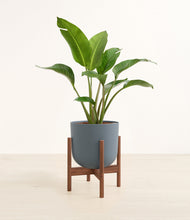 Load image into Gallery viewer, Iron Gray stand:walnut