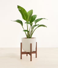 Load image into Gallery viewer, Natural Bamboo stand:walnut
