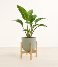 Load image into Gallery viewer, Sage Green stand:bamboo