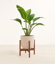 Load image into Gallery viewer, Sandy Pink stand:walnut