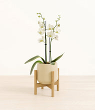 Load image into Gallery viewer, -