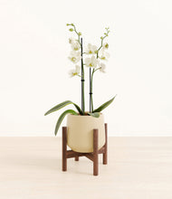 Load image into Gallery viewer, -