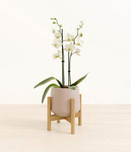 Load image into Gallery viewer, -