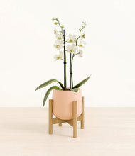 Load image into Gallery viewer, -