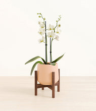 Load image into Gallery viewer, -