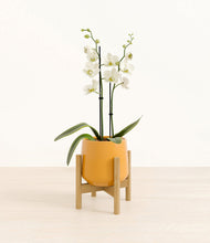 Load image into Gallery viewer, -