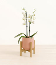 Load image into Gallery viewer, -