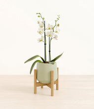 Load image into Gallery viewer, -