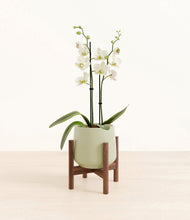 Load image into Gallery viewer, -